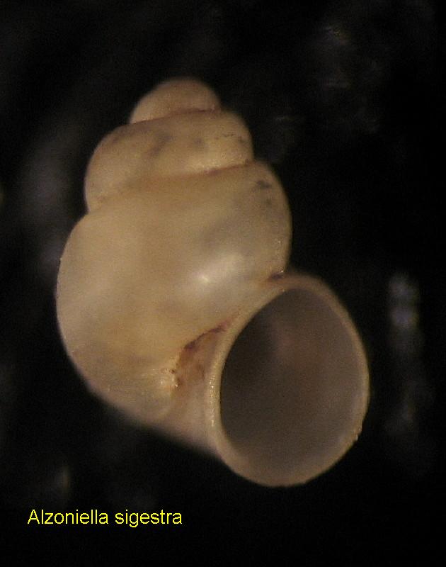 Alzoniella sigestra